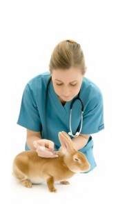 Rabbit having his annual vaccinations