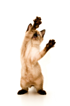 Baby Siamese kitten, playing, on white background.