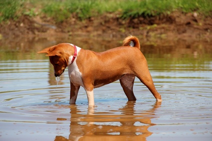 Basenji